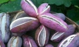 老人吃八月瓜视频大全,老人们共享的甜蜜回忆