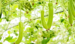 吃瓜课程,轻松掌握美食与生活的艺术