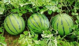 金乡孙庄吃瓜事件